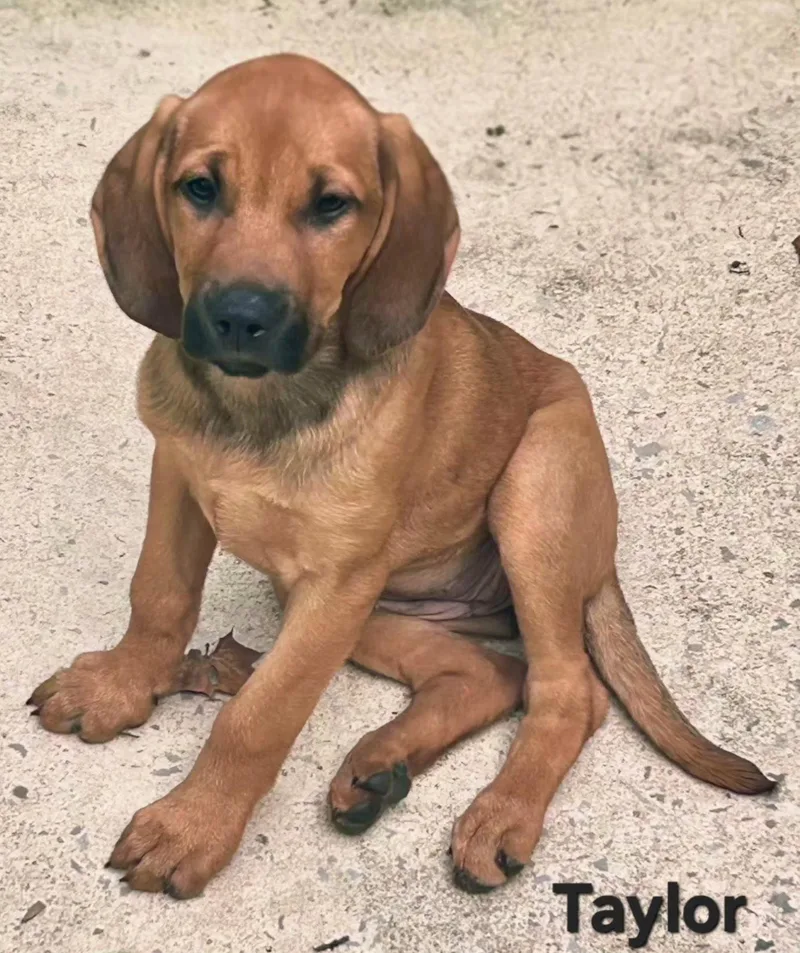 A young medium-sized female Redbone Coonhound dog named Puppy Taylor for adoption in Franklin, TN
