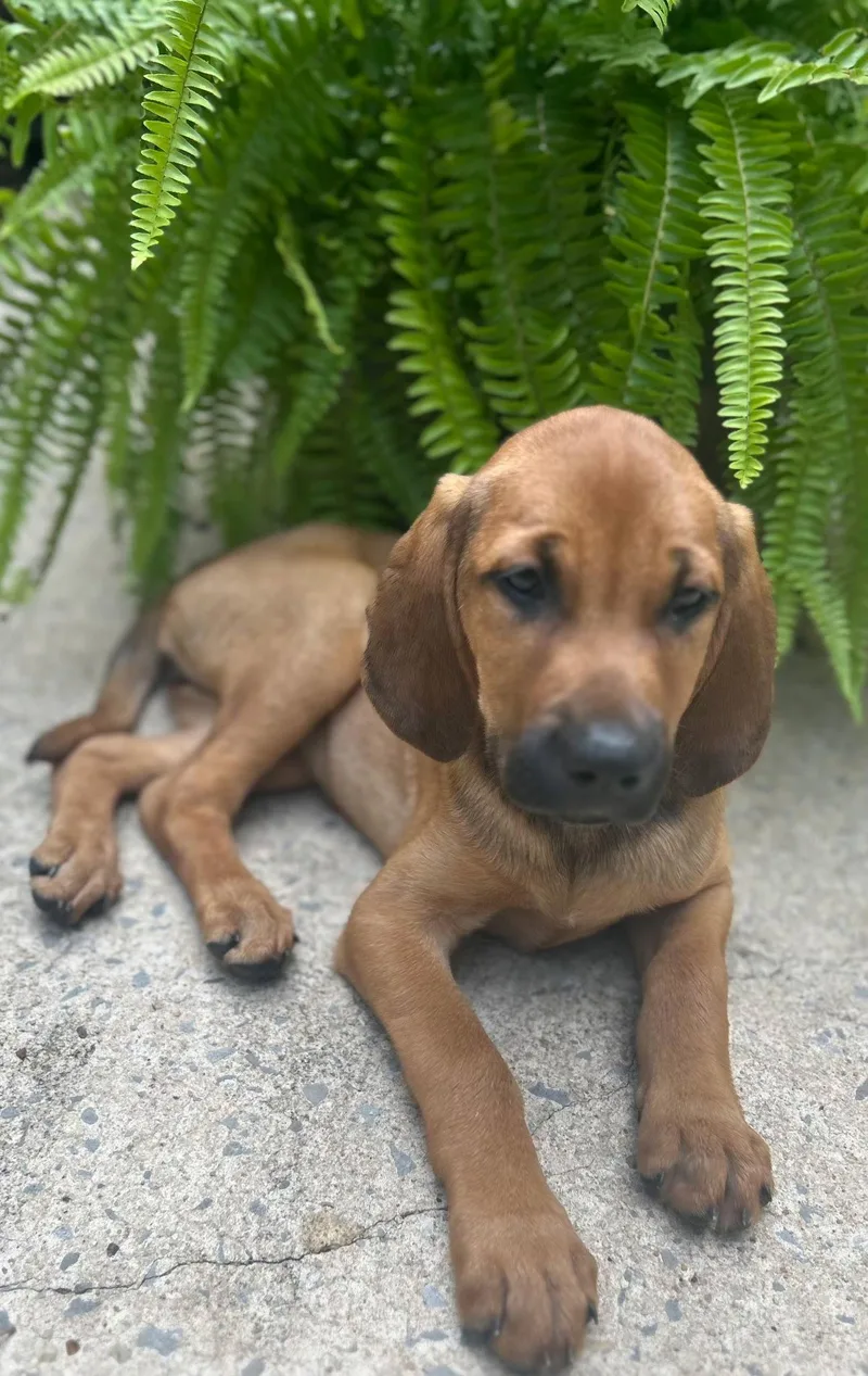 Puppy Taylor thumbnail 2
