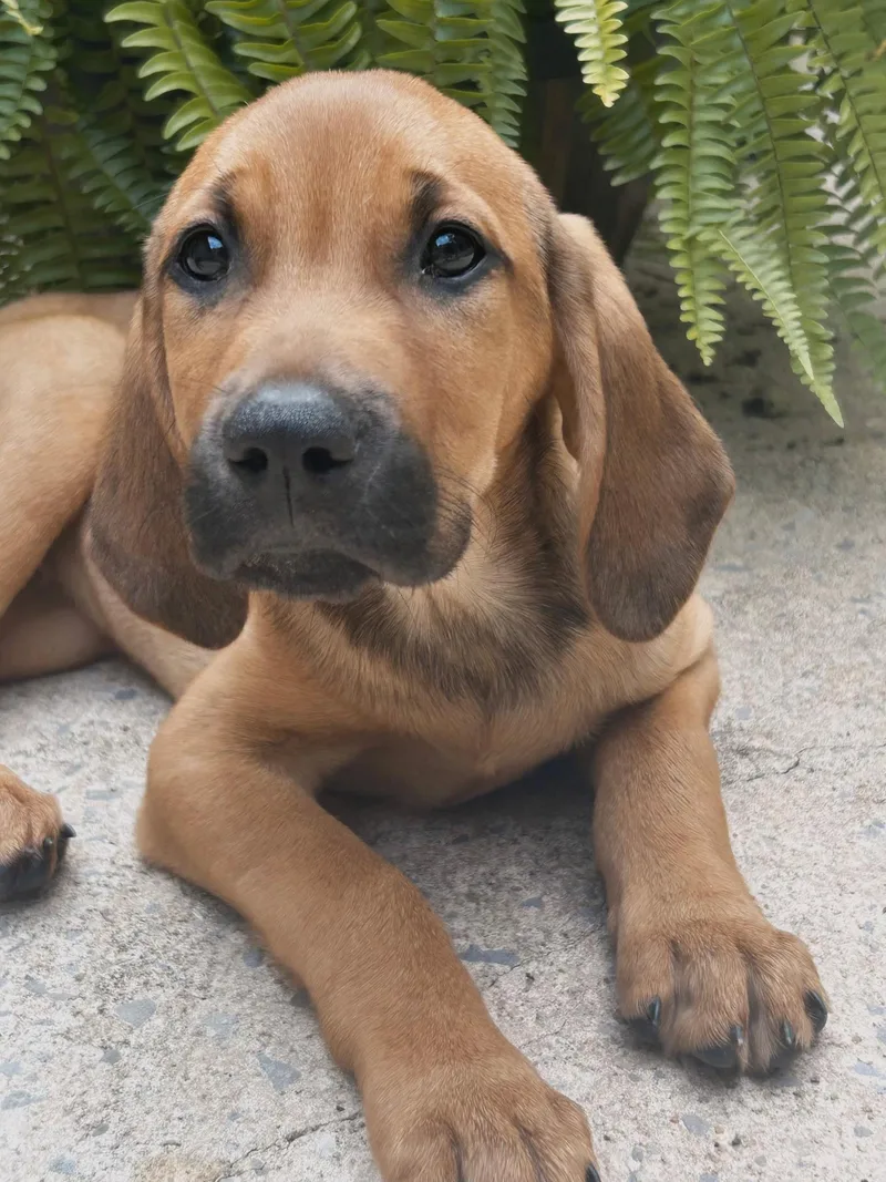 Puppy Taylor thumbnail 3