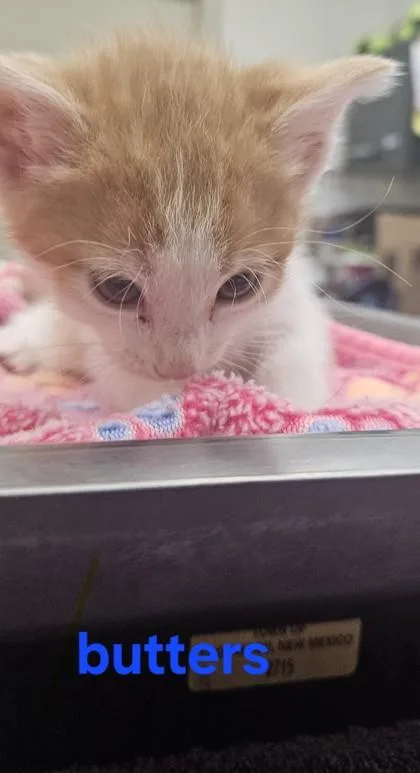 A baby small-sized male Domestic Short Hair cat named Butters for adoption in Edgewood, NM