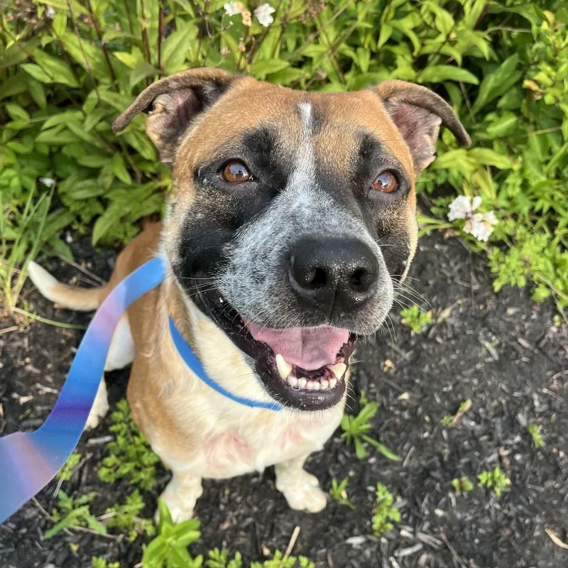 An adult medium-sized male Yellow / Tan / Blond / Fawn Mixed Breed dog named Flimflam for adoption in Pittsburgh, PA