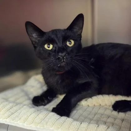 A young medium-sized female Domestic Short Hair cat named Stella Nova for adoption in Westland, MI