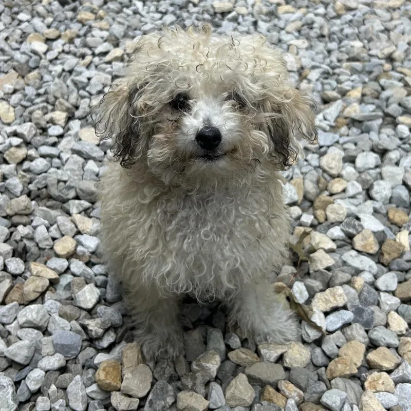 A young small-sized male Miniature Poodle dog named Nugget for adoption in St. Louis, MO