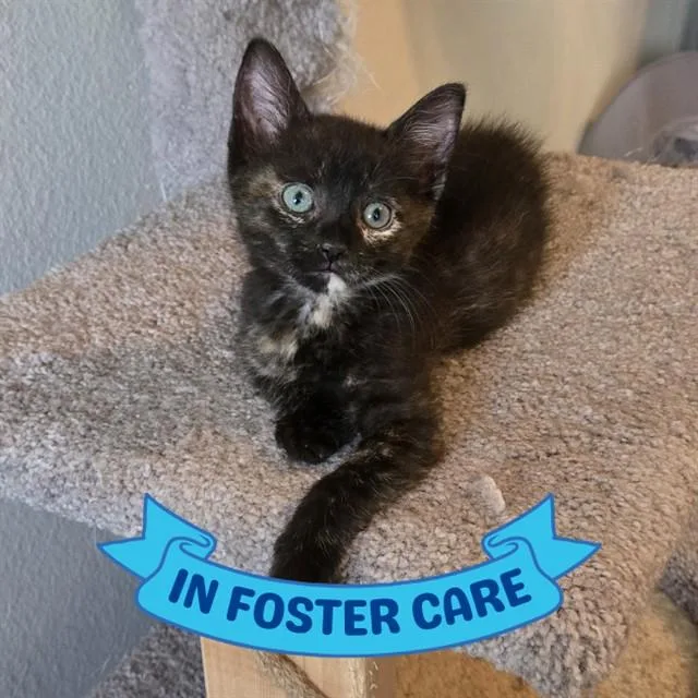 A baby small-sized female Domestic Short Hair cat named Truvy Maggie Lane for adoption in Tallahassee, FL