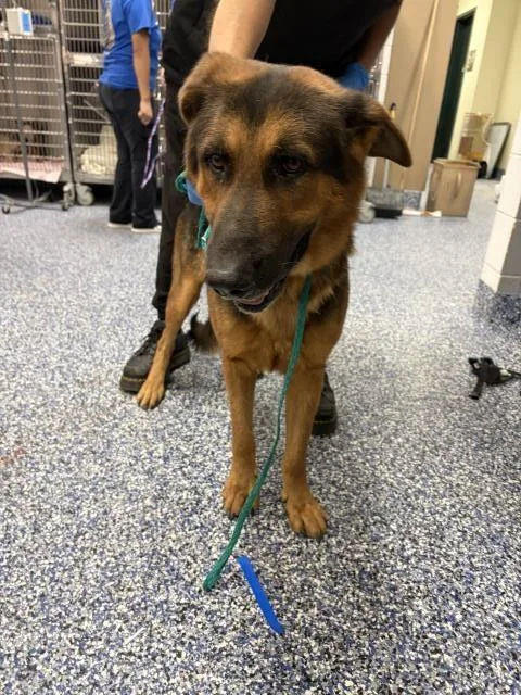 A young large-sized male German Shepherd Dog dog named Kaiser for adoption in Thousand Palms, CA