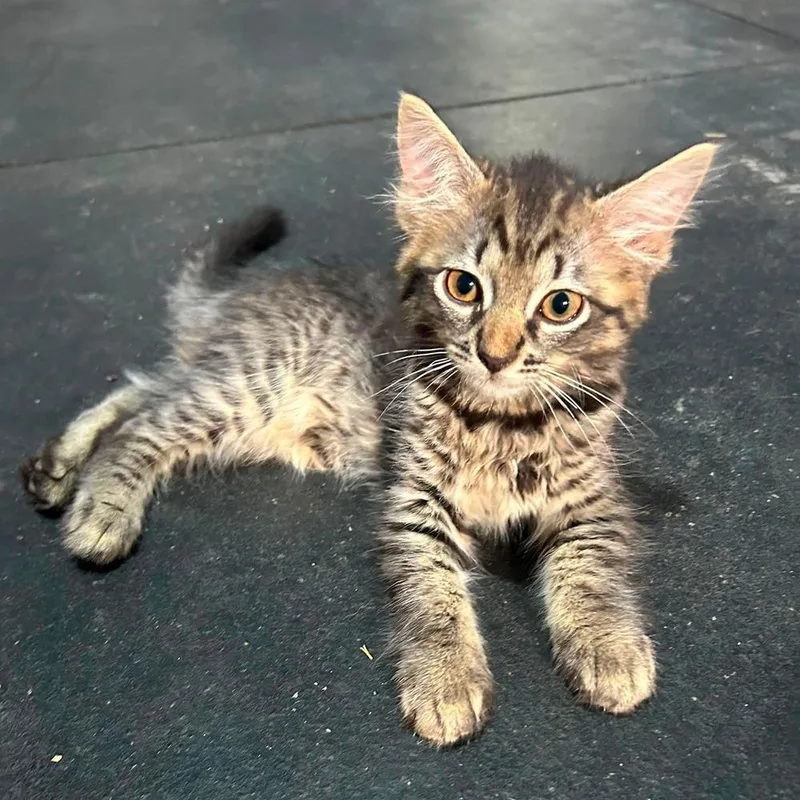 A baby small-sized female Brown / Chocolate Domestic Long Hair cat named Moana for adoption in Milton, DE