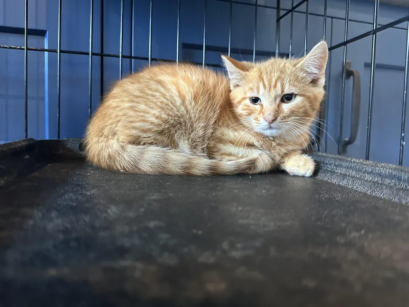 A baby small-sized male Orange / Red Domestic Short Hair cat named Jeff for adoption in Tipp City, OH