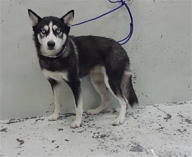A young small-sized female Husky dog named A for adoption in Houston, TX