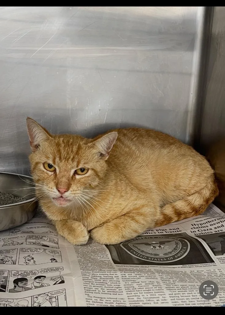 A young medium-sized male Domestic Short Hair cat named Orange for adoption in Belton, TX