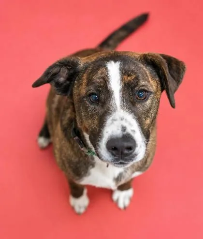 An adult medium-sized female Mountain Cur dog named Baby Puppy Hawii for adoption in Bowling Green, KY