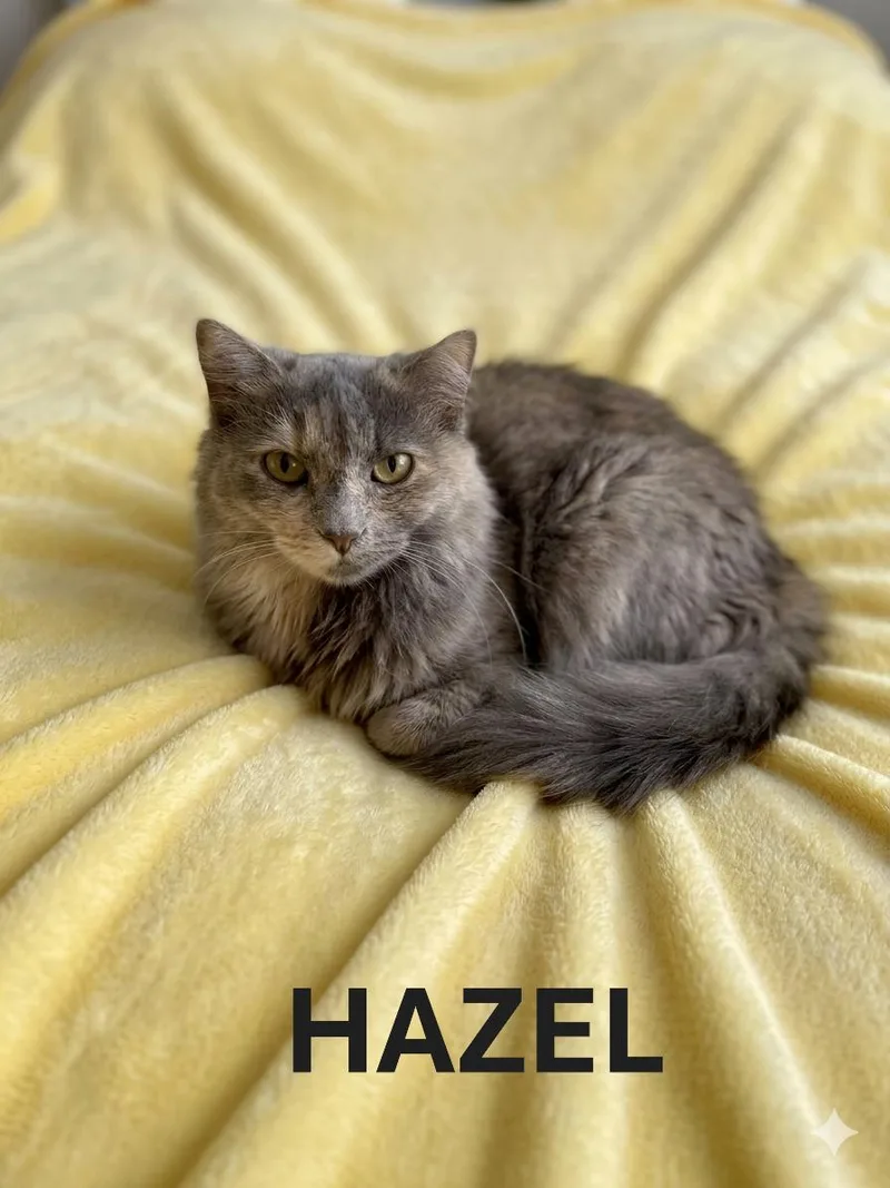 An adult medium-sized female Dilute Tortoiseshell Tortoiseshell cat named Hazel for adoption in Harrodsburg, KY