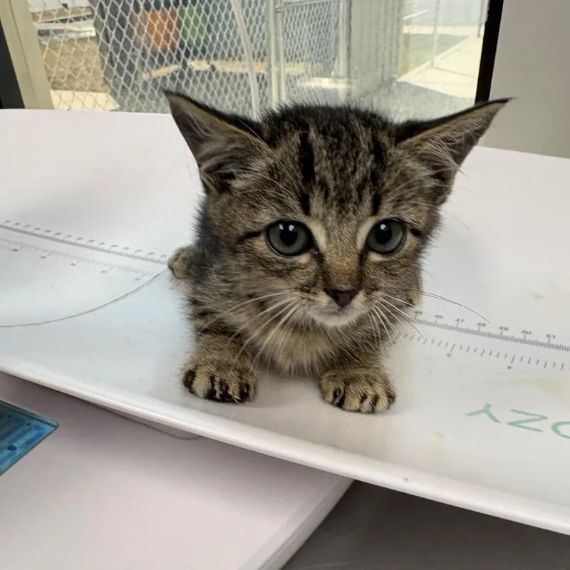 A baby small-sized female Domestic Short Hair cat named Pebbles for adoption in Columbiana, AL