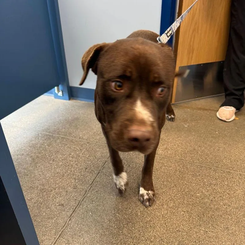 An adult large-sized male Brown / Chocolate American Staffordshire Terrier dog named Cowboy for adoption in Kingman, AZ