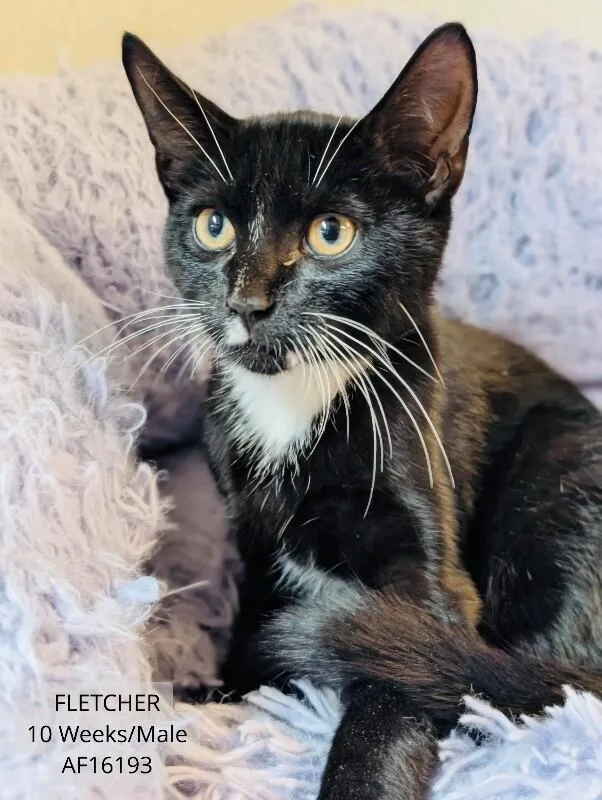 A young medium-sized male Black & White / Tuxedo Domestic Short Hair cat named Fletcher for adoption in Supply, NC