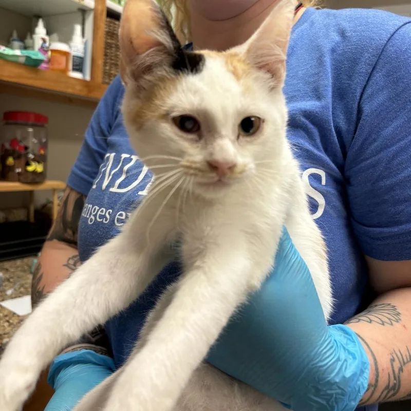 A baby small-sized female White Domestic Short Hair cat named Katherine for adoption in Norfolk, NE