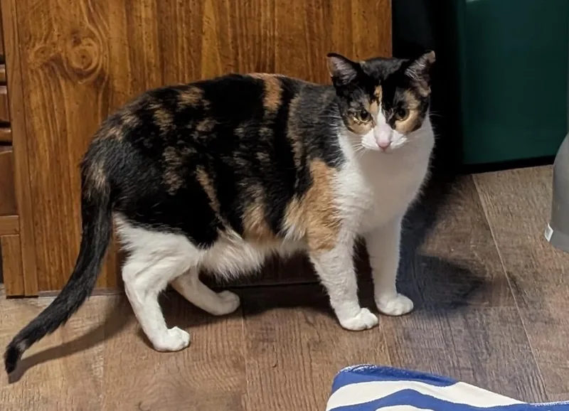 A young small-sized female Calico cat named Delphinium for adoption in Poplar Grove, IL