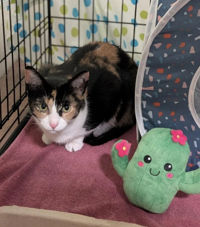 Delphinium thumbnail 2