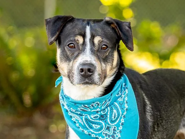 An adult medium-sized male Pit Bull Terrier dog named Leo for adoption in Portland, OR