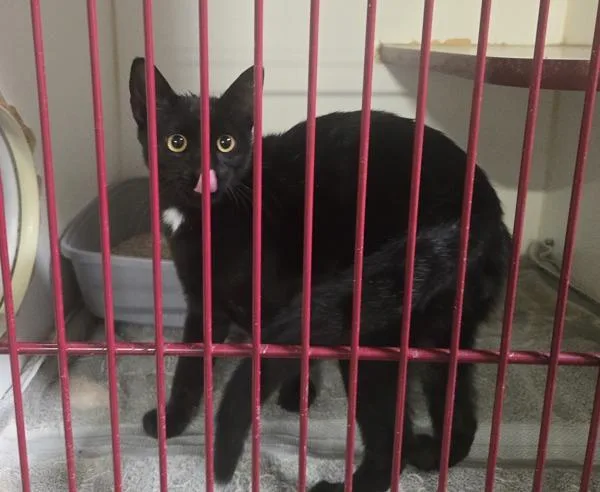 A baby medium-sized male Domestic Short Hair cat named Buddy for adoption in Oceanside, CA