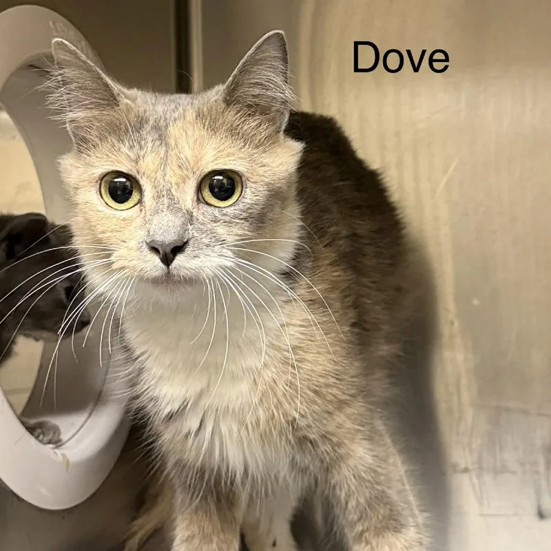 An adult small-sized female Calico Domestic Short Hair cat named Dove for adoption in New York, NY