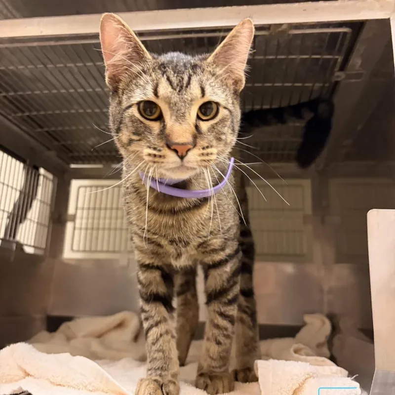 An adult medium-sized male Domestic Short Hair cat named Craven for adoption in Bristol, IN