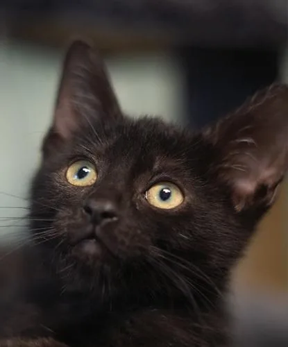 A baby small-sized female Domestic Short Hair cat named Fajita for adoption in Encinitas, CA