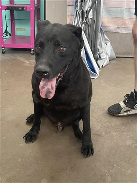 A senior large-sized male Mixed Breed dog named Ambrosius for adoption in Dallas, TX