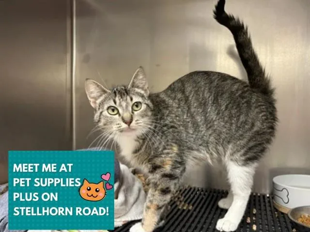 A young medium-sized female Domestic Medium Hair cat named Dixie for adoption in Fort Wayne, IN