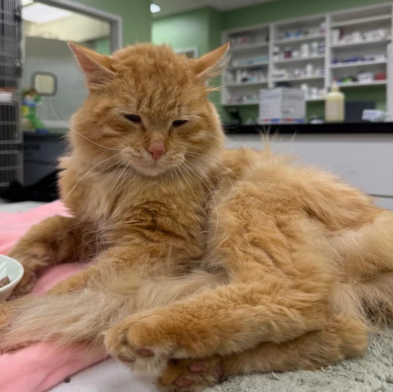 A young medium-sized male Domestic Long Hair cat named Kermit for adoption in La Porte, IN