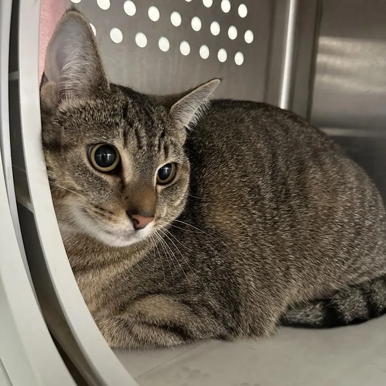 A young large-sized female Brown / Chocolate Domestic Short Hair cat named Misty for adoption in Pittsburgh, PA