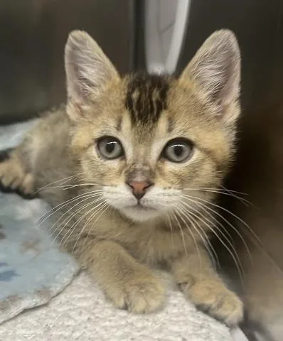 A baby small-sized male Domestic Short Hair cat named Meatball for adoption in Clinton Township, MI