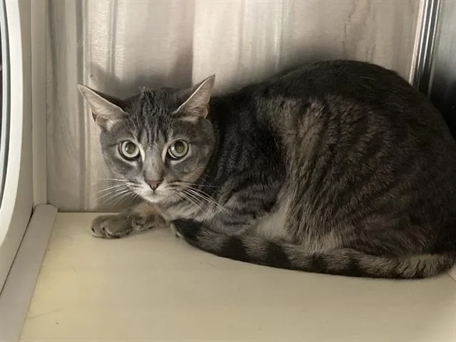 A young small-sized male Domestic Short Hair cat named Jason for adoption in Tustin, CA