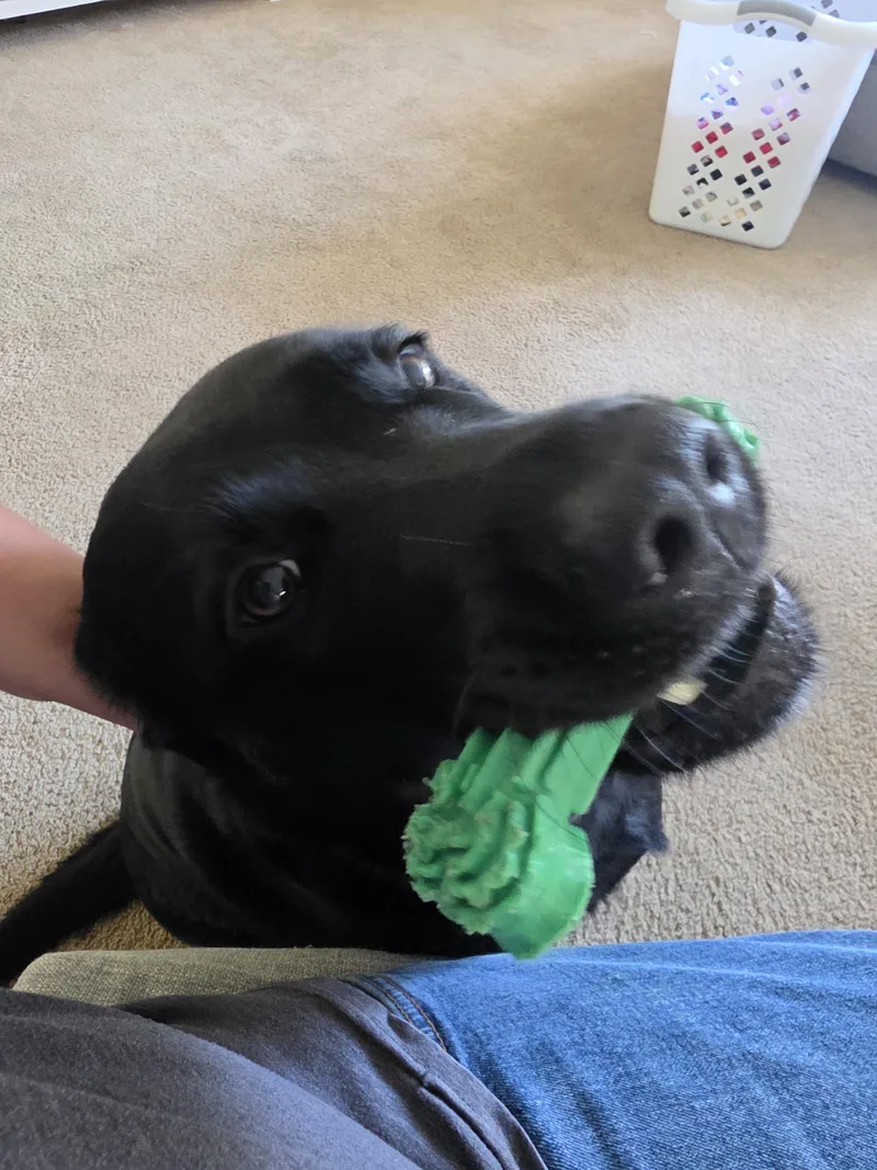 Piper