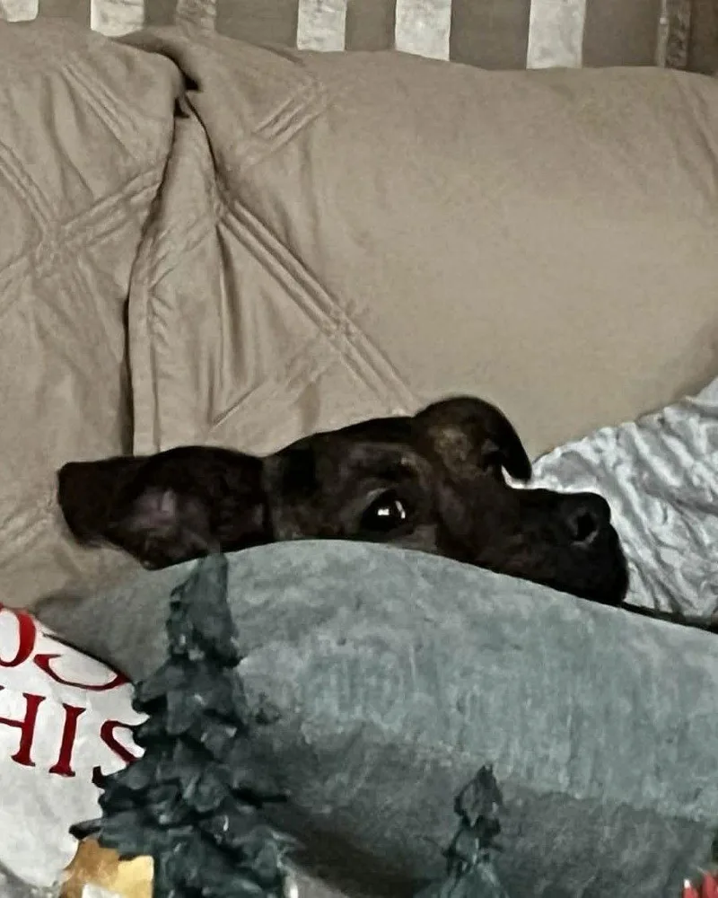 Richard  Best Copolot thumbnail 2