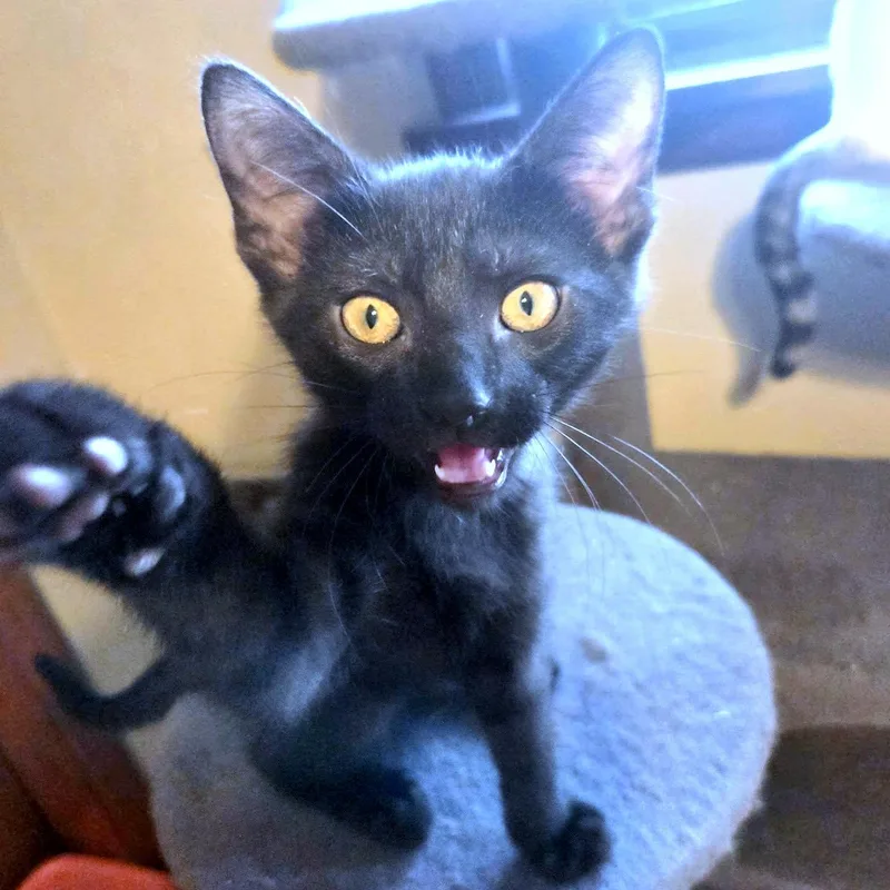 A baby small-sized female Black Domestic Short Hair cat named Alice for adoption in Pittsburgh, PA