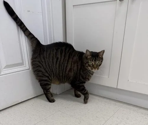 An adult extra large-sized male Domestic Short Hair cat named Meeko for adoption in Webster, MA