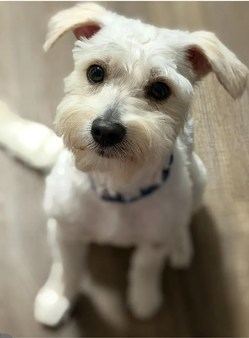 A young small-sized male White / Cream Standard Schnauzer dog named Petey for adoption in Moore, OK