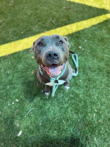 An adult medium-sized female American Staffordshire Terrier dog named Remi for adoption in Daytona Beach, FL