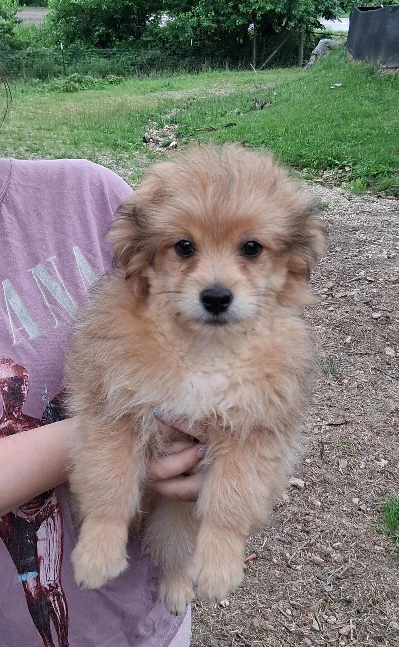 A baby small-sized male Apricot / Beige Pomapoo dog named Rusty for adoption in Staatsburg, NY