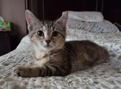 A baby small-sized female Orange / Red Domestic Short Hair cat named Tabitha for adoption in Newport, KY
