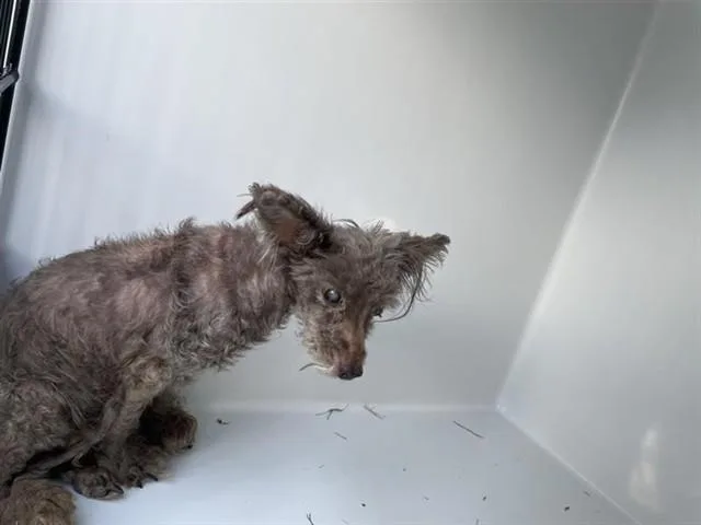 An adult small-sized male Scottish Terrier dog named A for adoption in Houston, TX