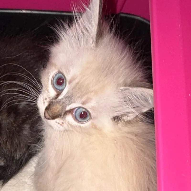 A baby small-sized female Domestic Long Hair cat named Cinderella for adoption in Simi Valley, CA