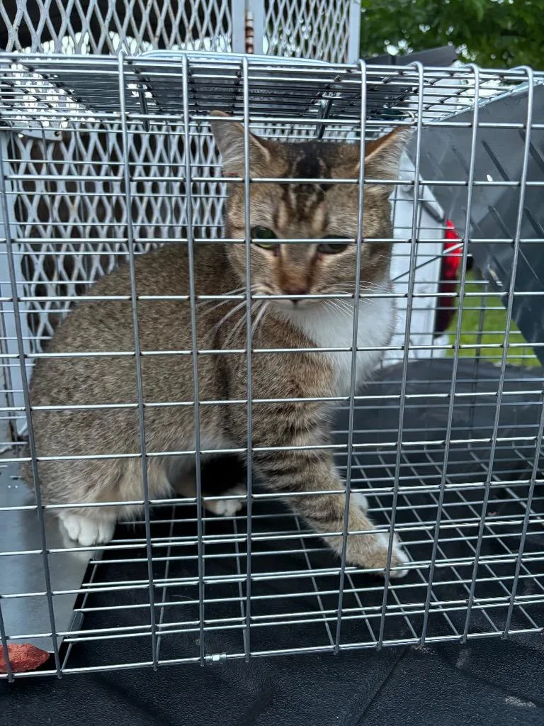 A young medium-sized female Domestic Short Hair cat named Petiters for adoption in Ada, OK