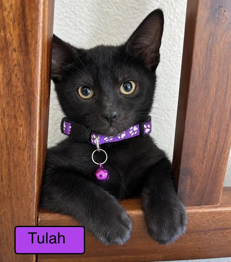 A baby medium-sized female Domestic Short Hair cat named Tulah for adoption in Zimmerman, MN