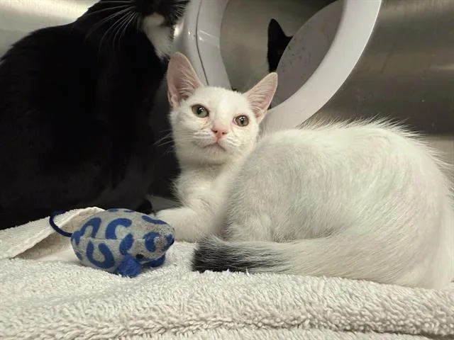 A young small-sized male Domestic Short Hair cat named Custard for adoption in Ocala, FL