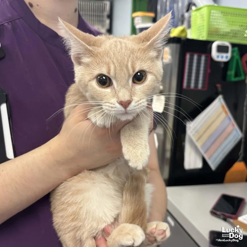 A baby medium-sized female Orange / Red Domestic Short Hair cat named Izzy for adoption in Washington, DC