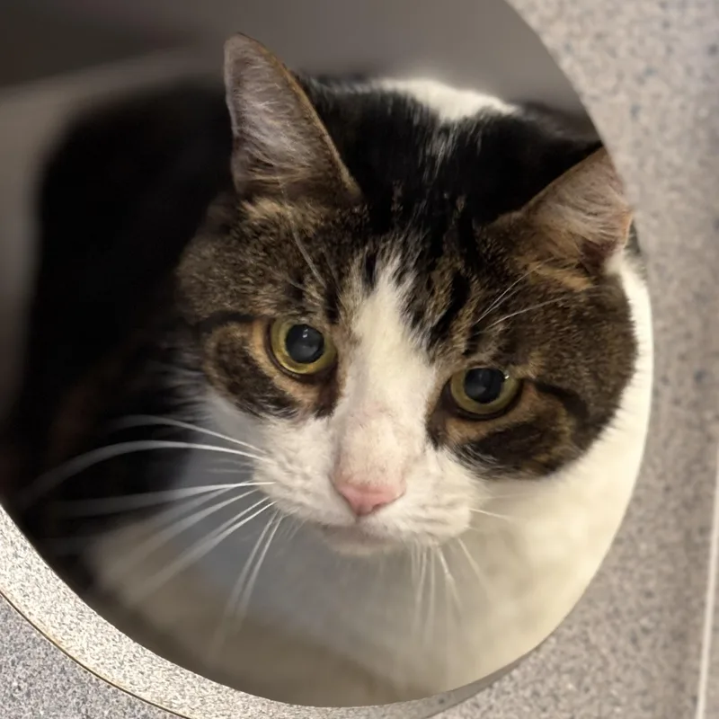 A senior medium-sized male Gray & White Domestic Short Hair cat named Highway for adoption in Batavia, NY