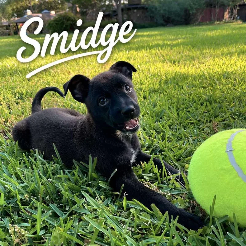 Smidge P