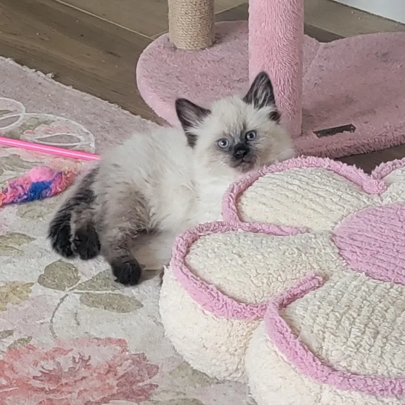 Loki