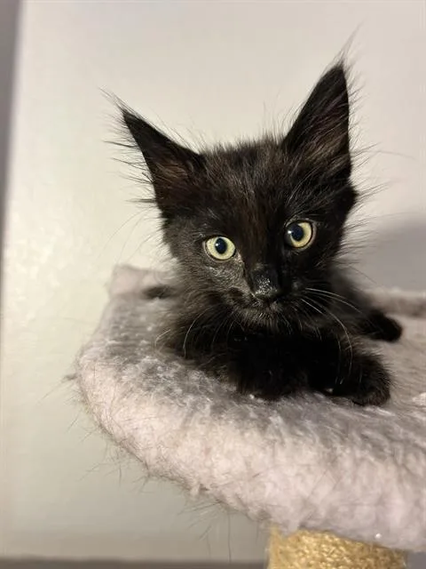 A baby small-sized male Domestic Short Hair cat named Rufus Du Sol for adoption in Camarillo, CA